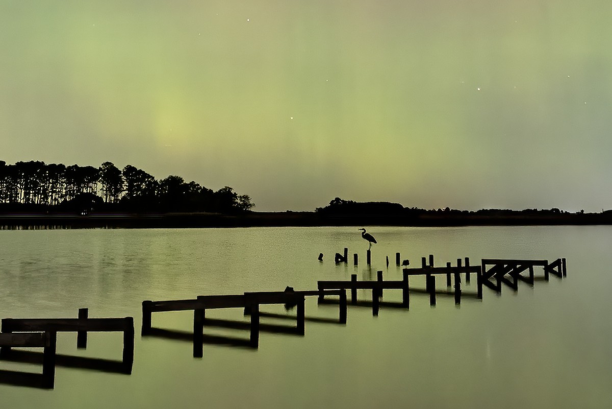 Grand Héron (groupe herodias) - ML644812800