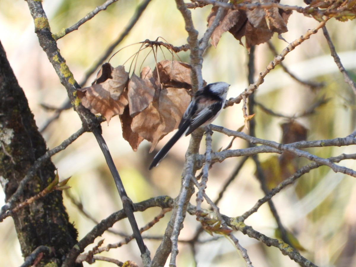 Long-tailed Tit - ML644812806