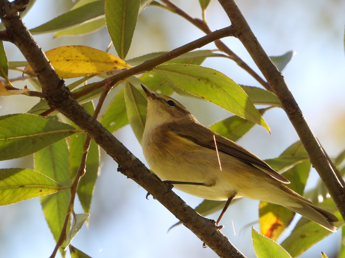 Common Chiffchaff - ML644812819