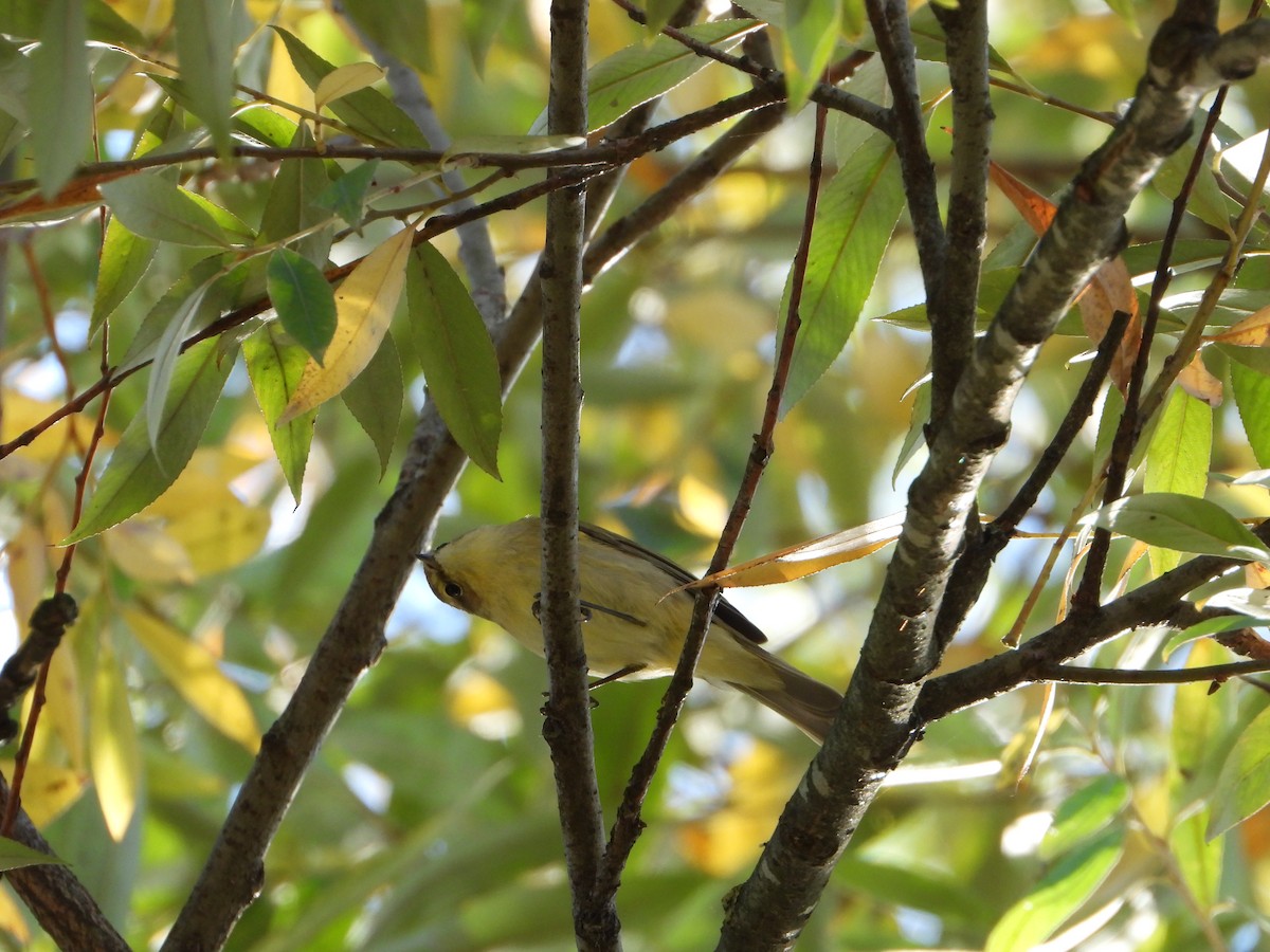 Common Chiffchaff - ML644812821