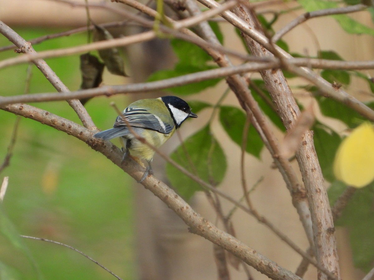 Great Tit - ML644812824