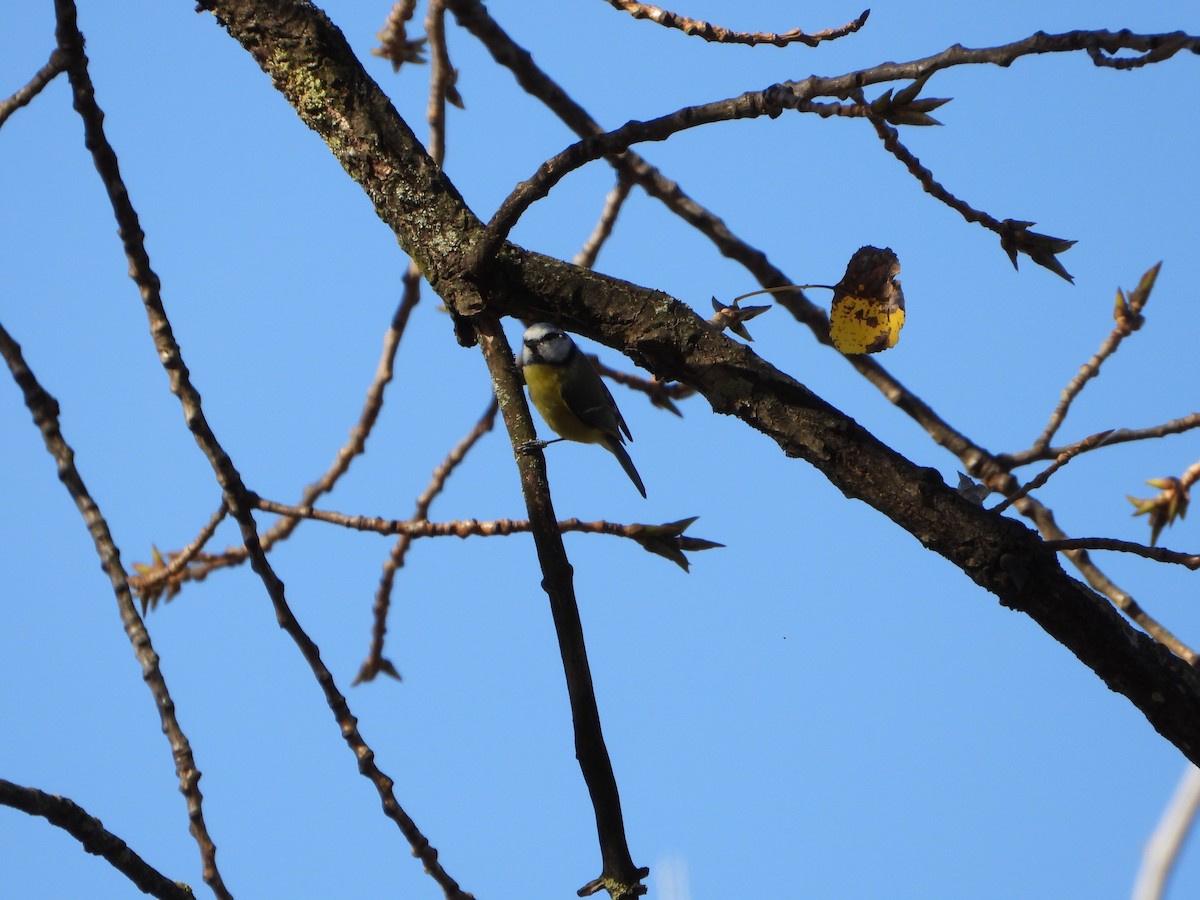 Eurasian Blue Tit - ML644812830