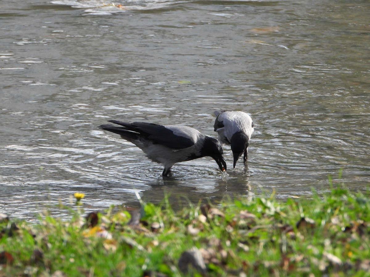 Leş Kargası - ML644812831