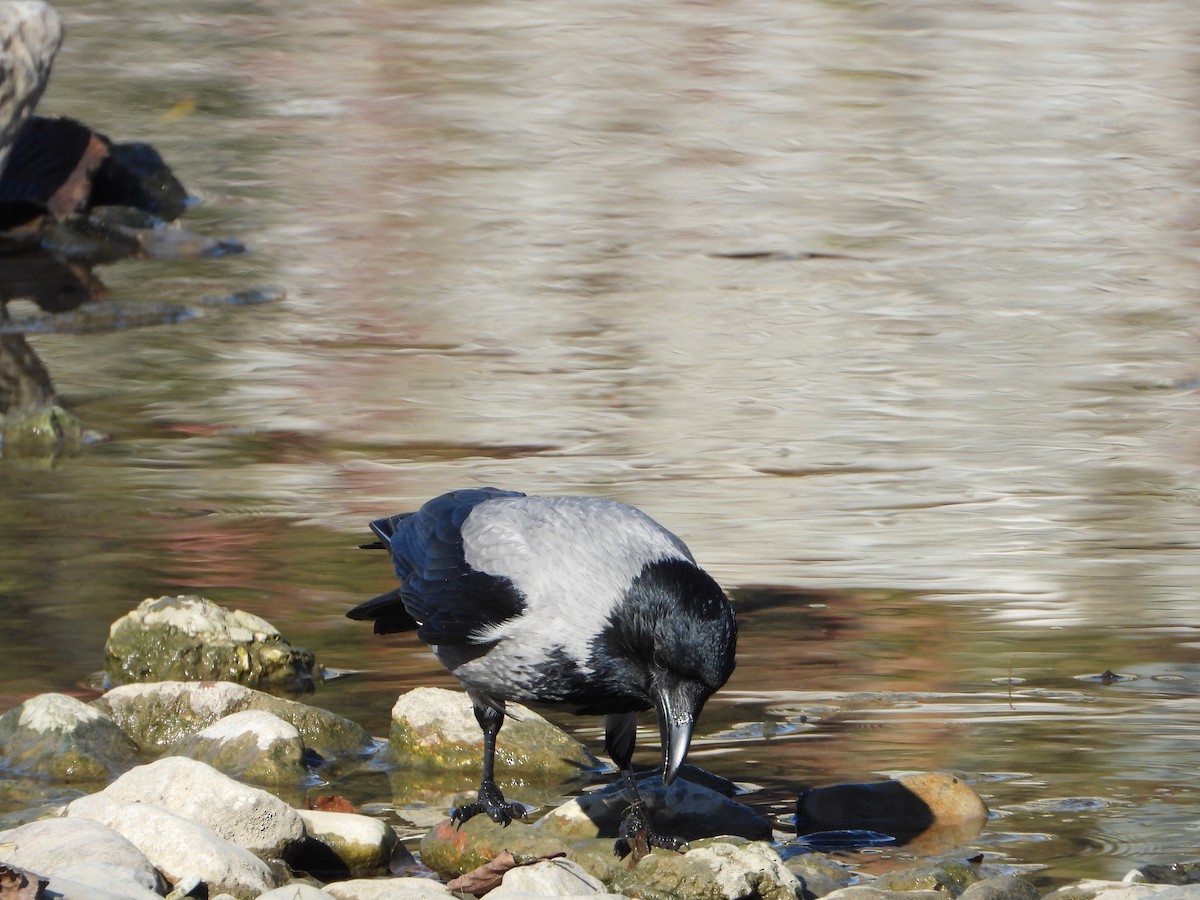 Leş Kargası - ML644812832