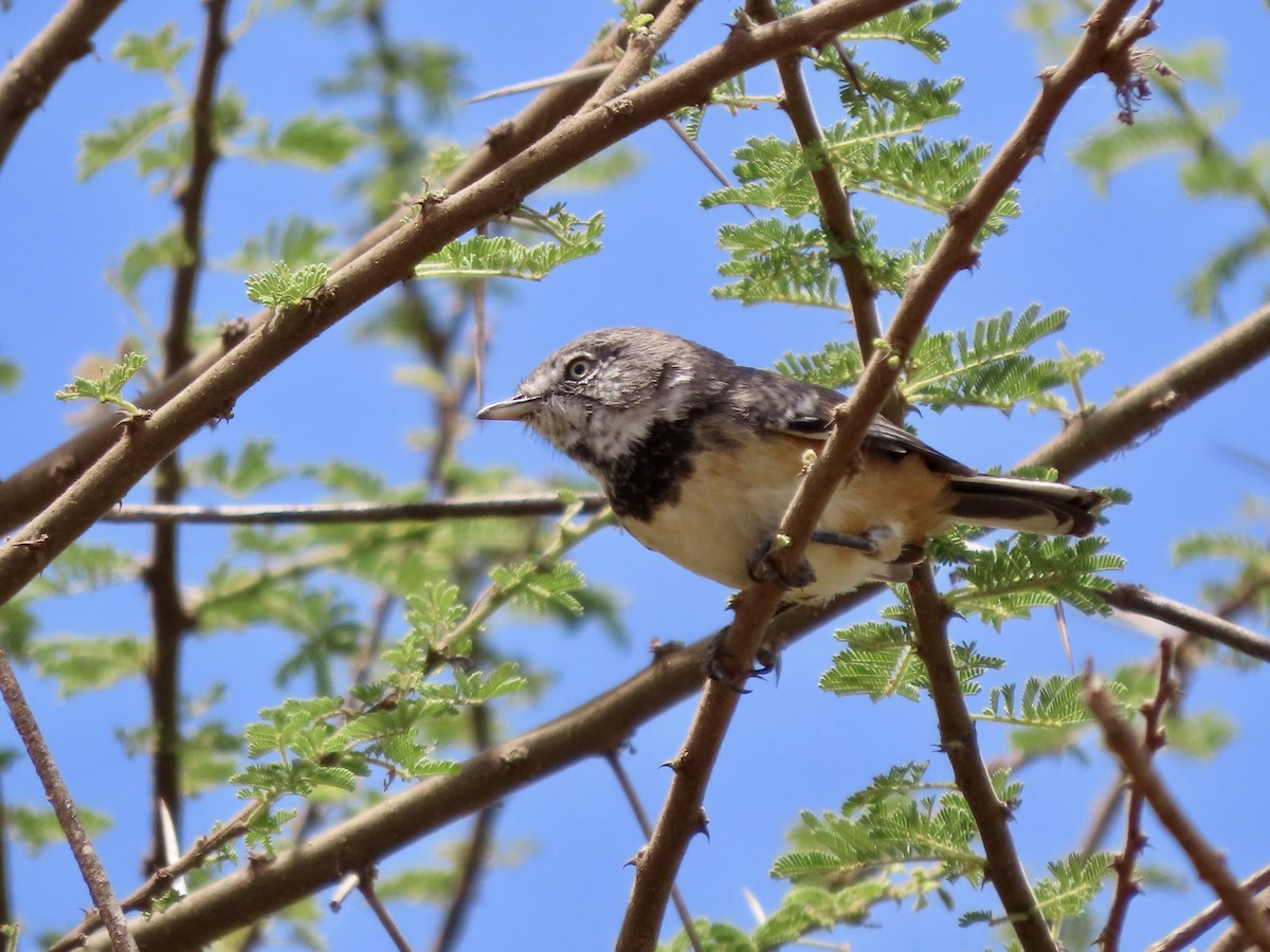 Banded Parisoma - ML644812834