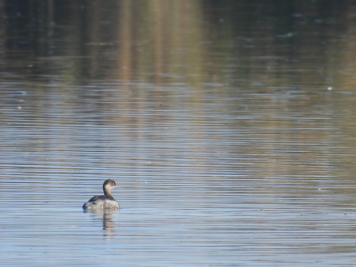 potápka černokrká - ML644812836