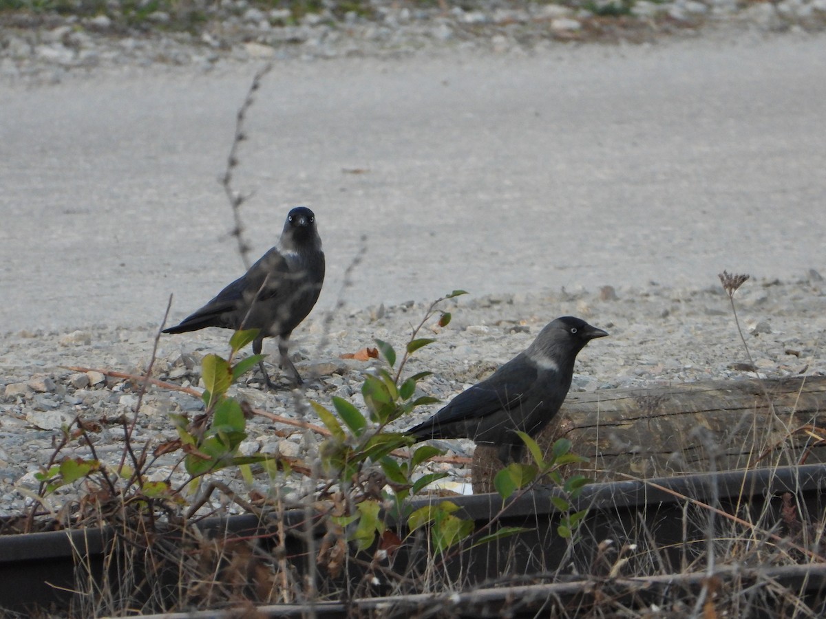 Eurasian Jackdaw - ML644812850