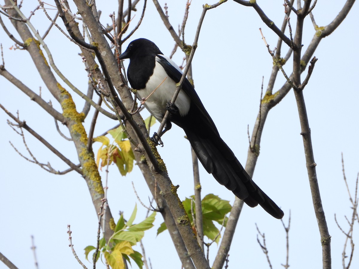 Eurasian Magpie - ML644812864