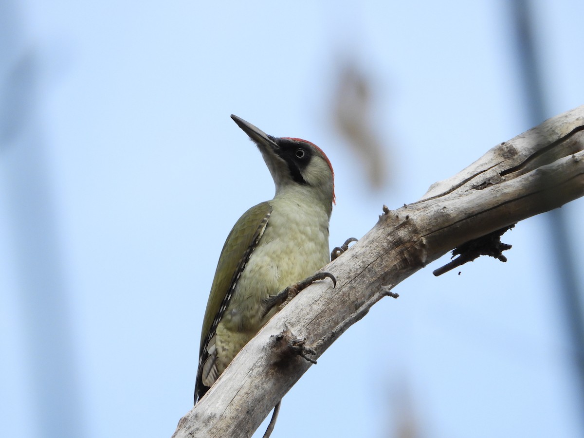 נקר ירוק - ML644812869