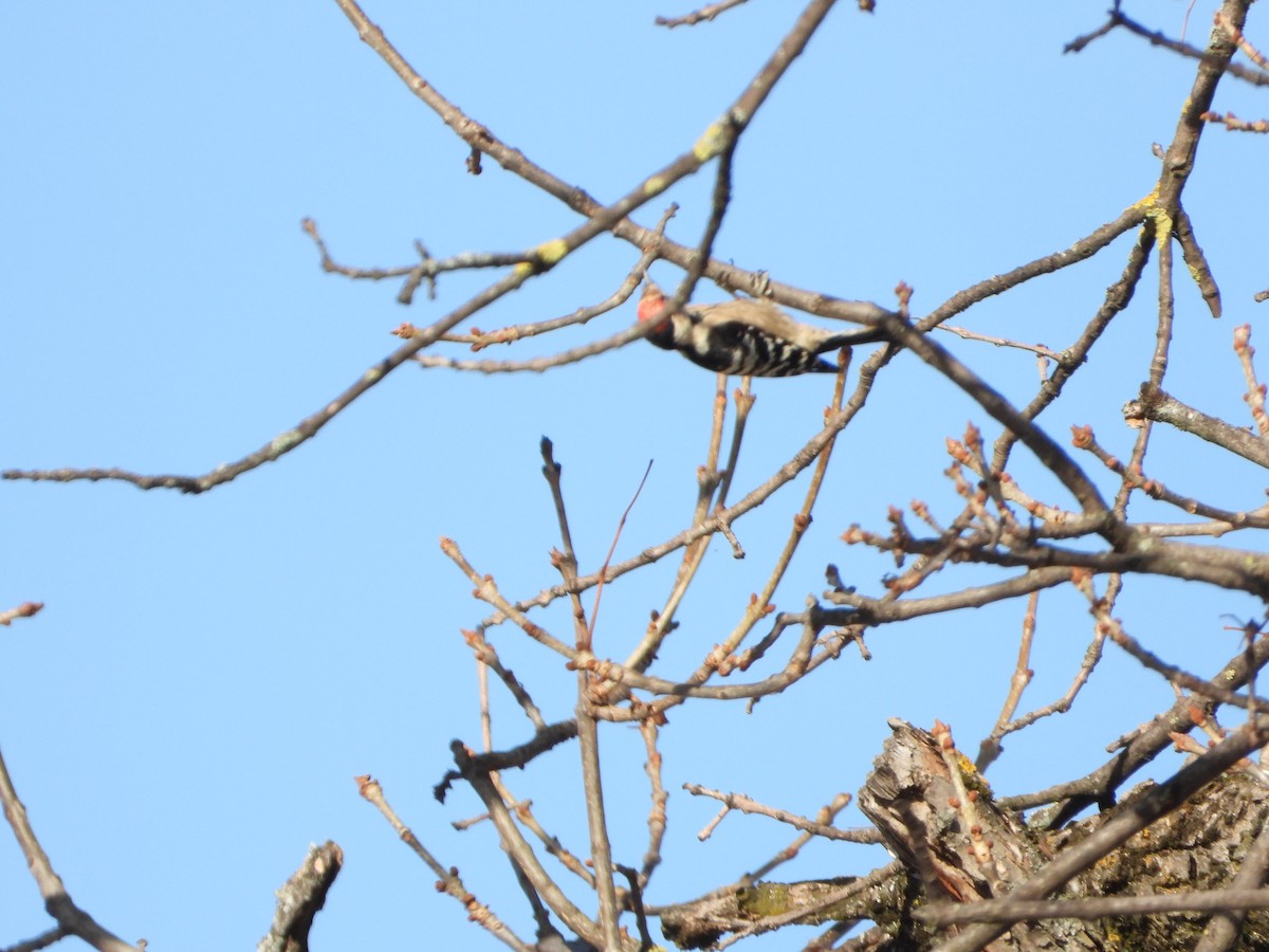 Lesser Spotted Woodpecker - ML644812873