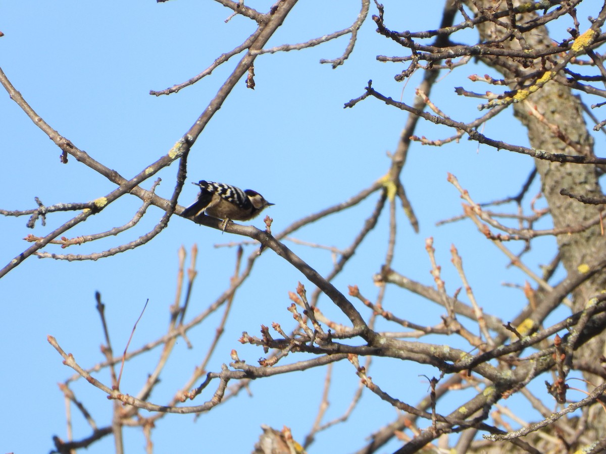 Lesser Spotted Woodpecker - ML644812876