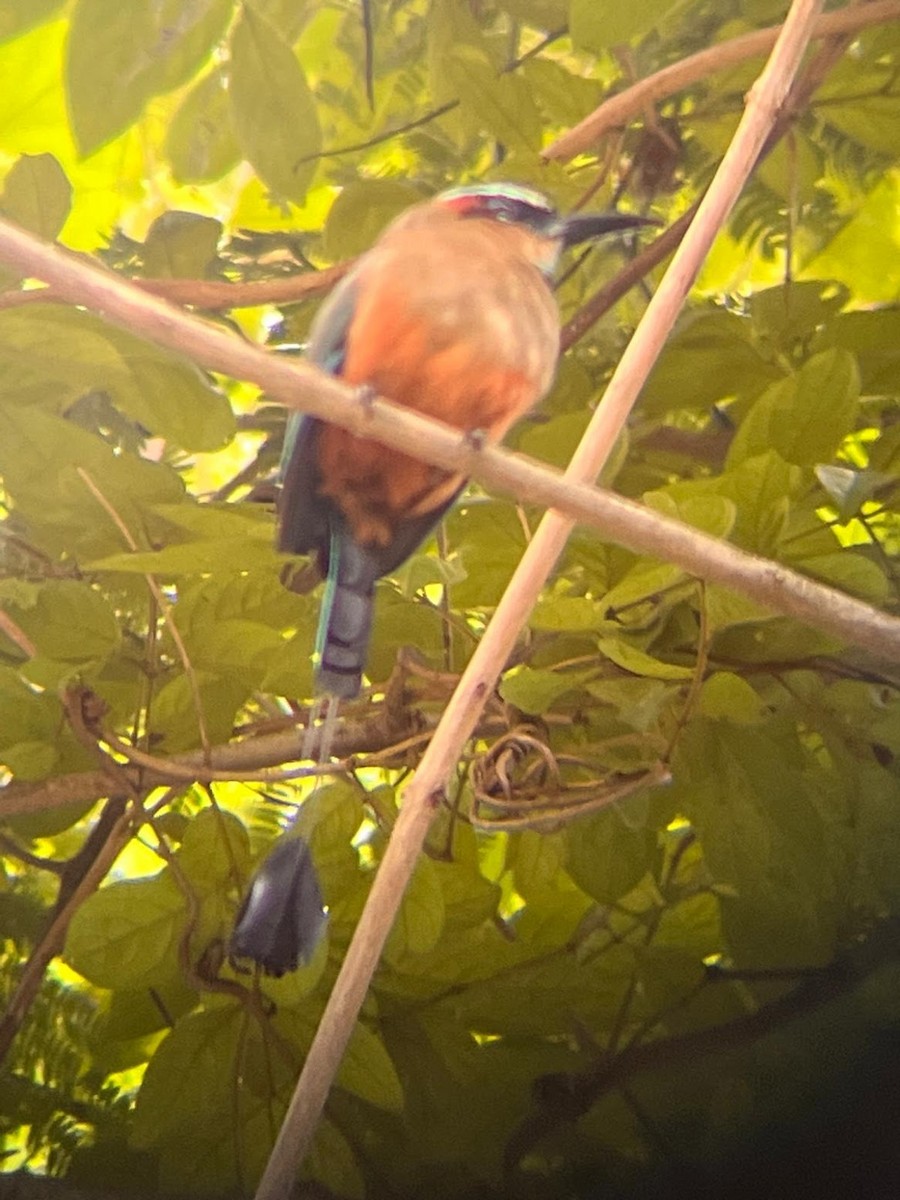 Turquoise-browed Motmot - ML644812882