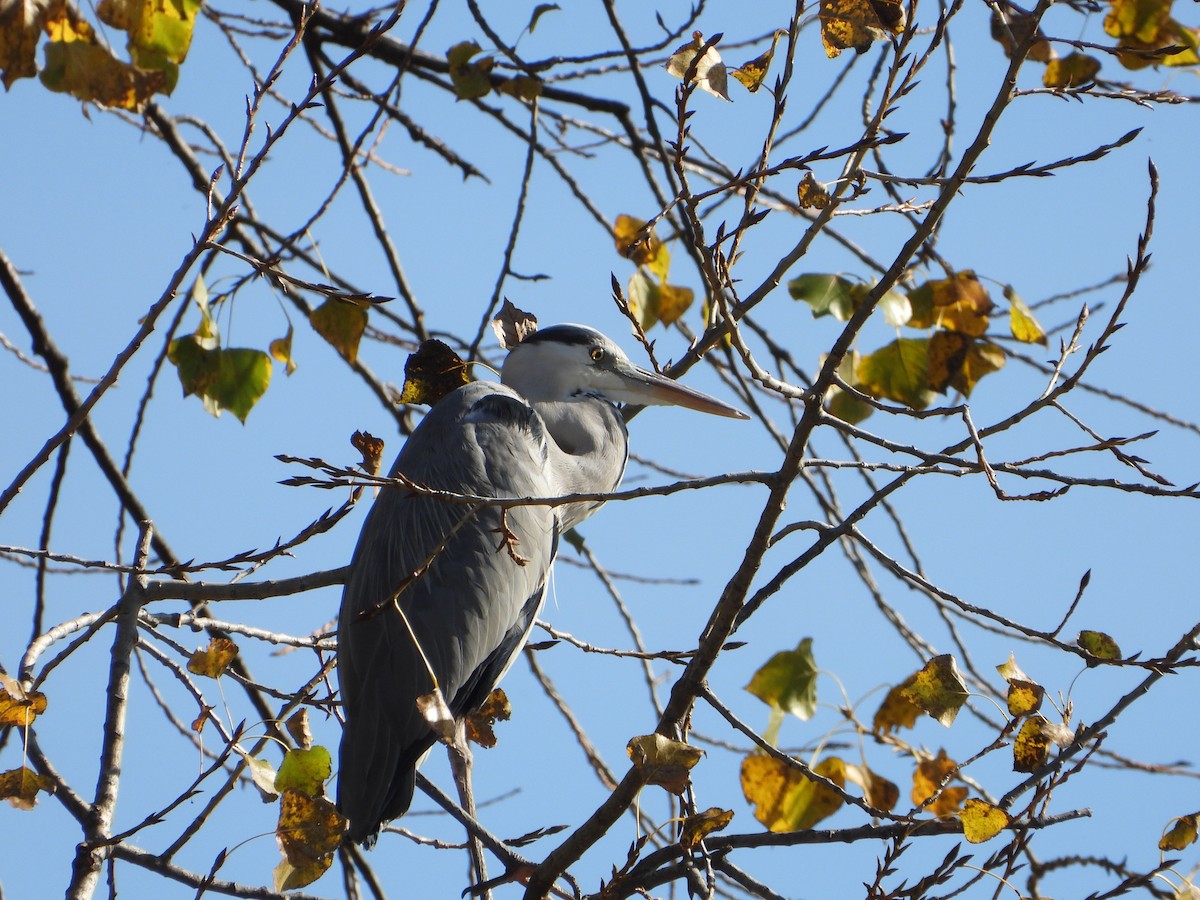Gray Heron - ML644812883