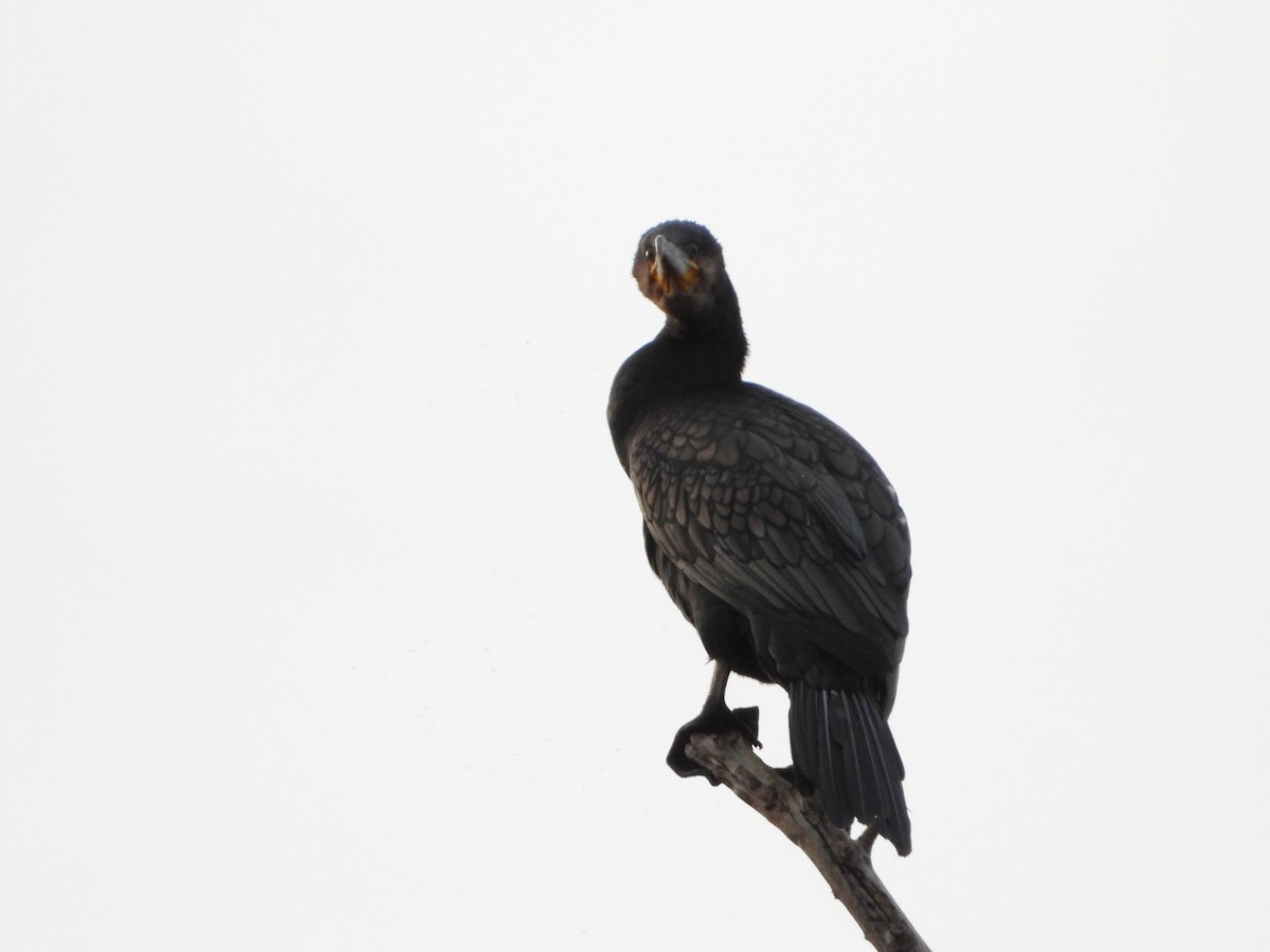 kormorán velký - ML644812887