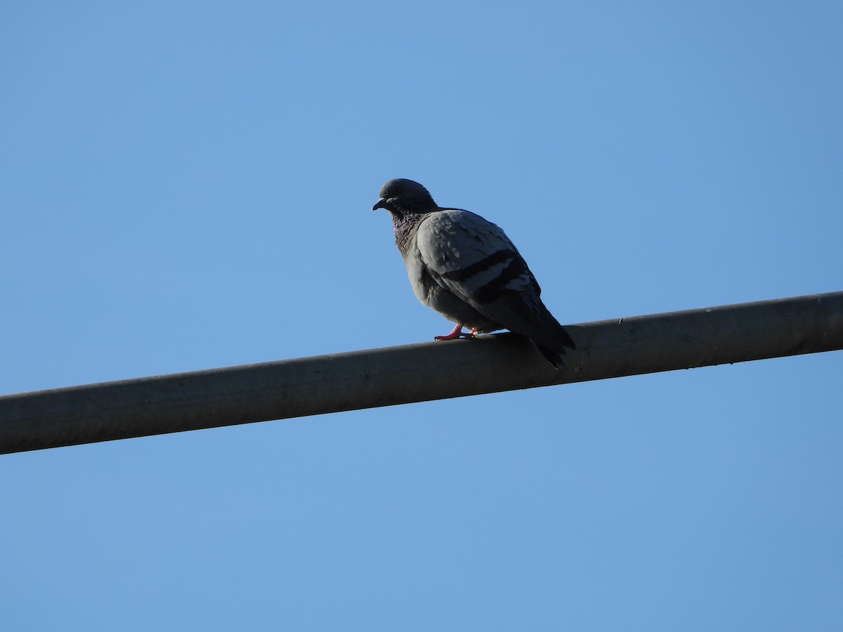 Rock Pigeon - ML644812899