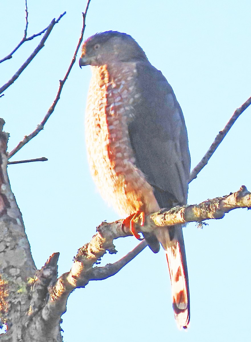 Cooper's Hawk - ML644812901