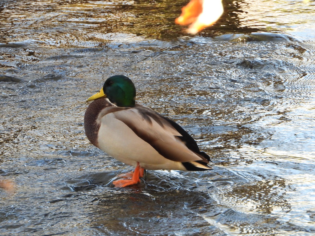 Mallard - ML644812920