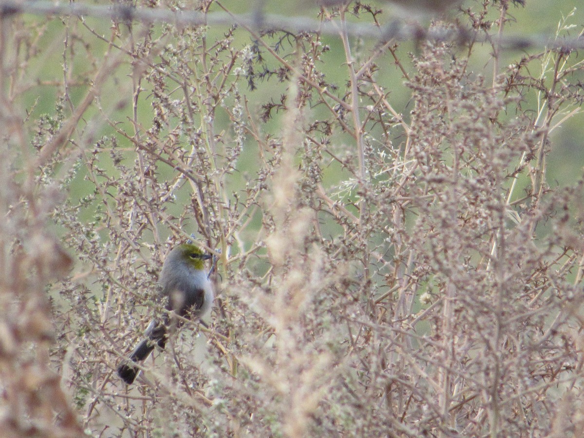 Verdin - ML644812938