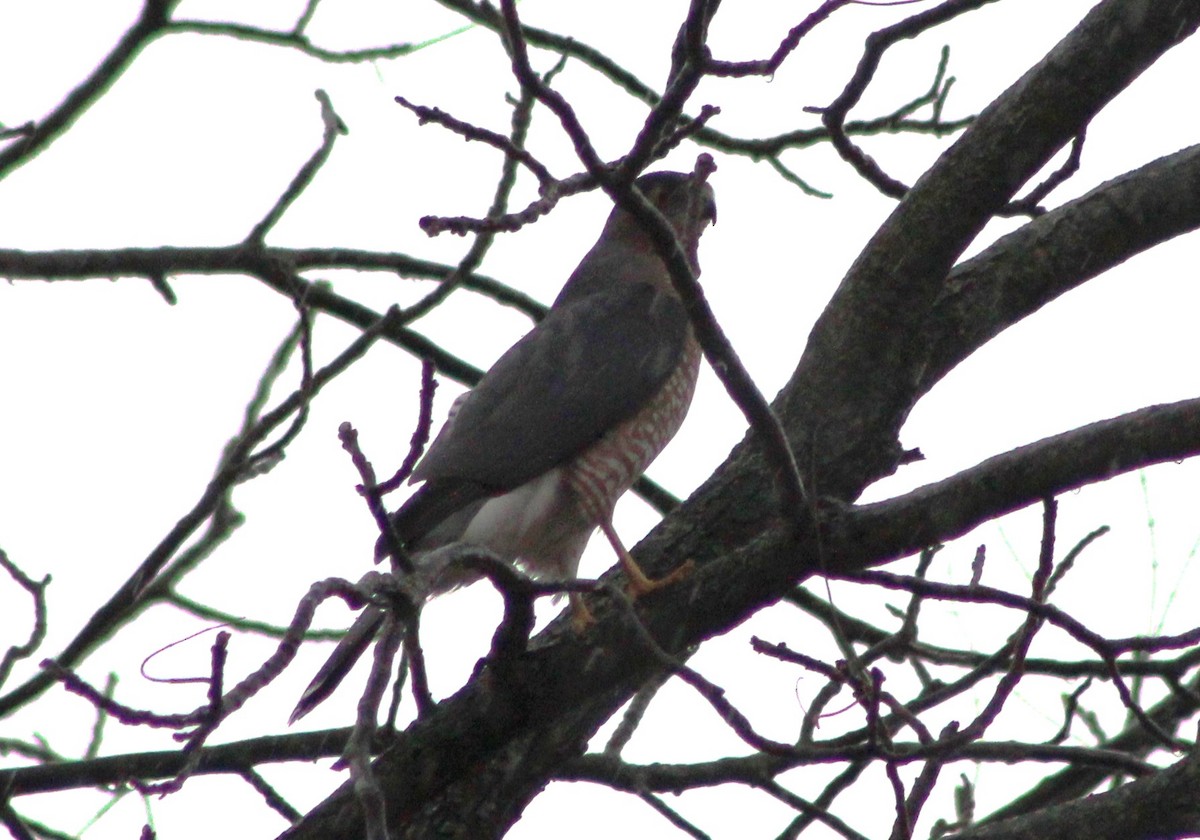 Cooper's Hawk - ML644812952
