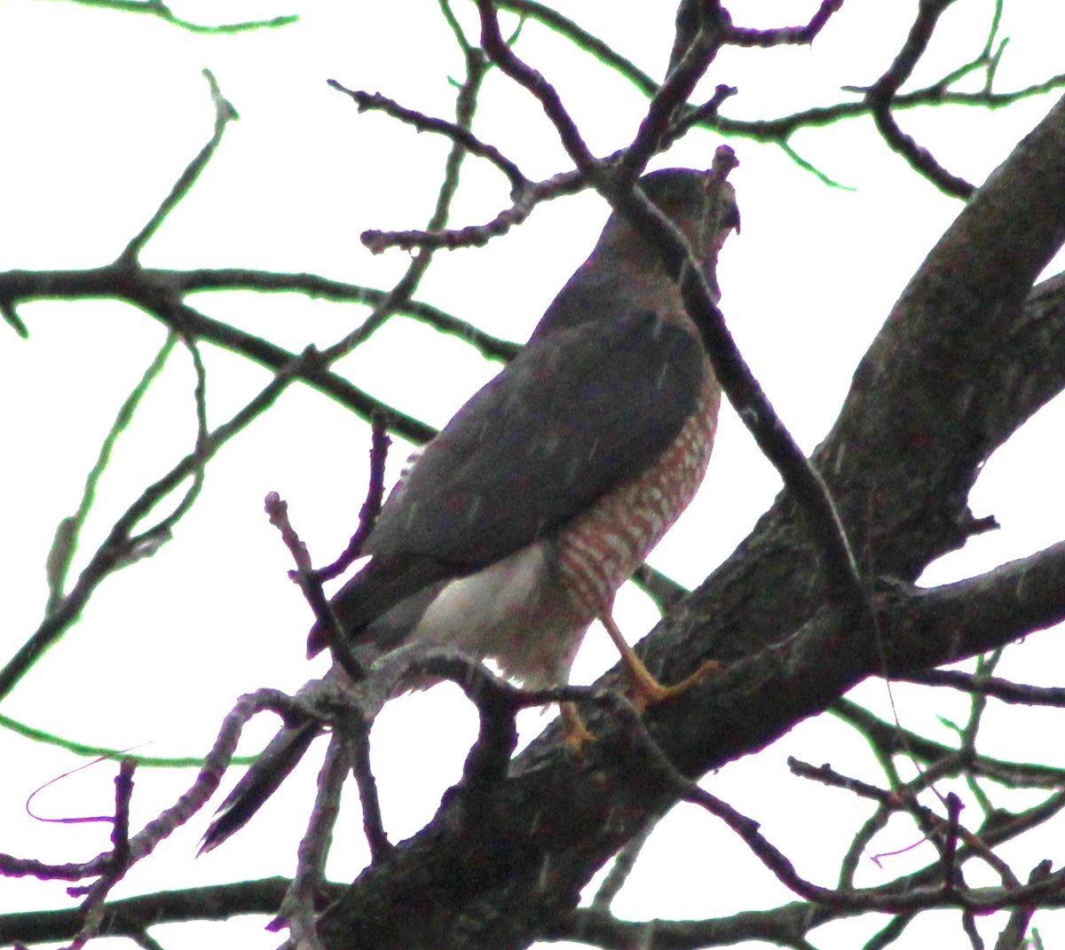 Cooper's Hawk - ML644812953