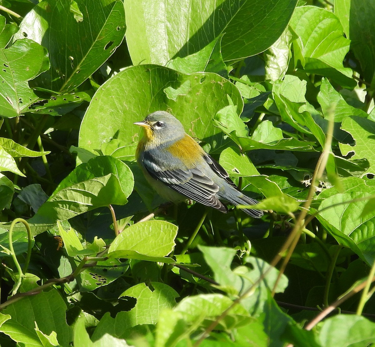 Northern Parula - ML644812957
