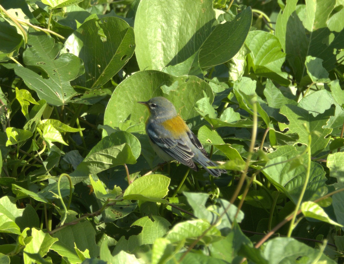 Northern Parula - ML644812958