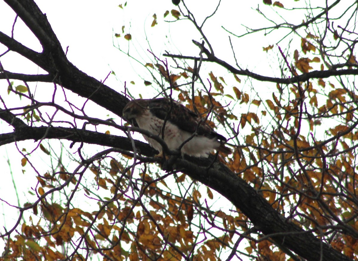 Buse à queue rousse - ML644812965