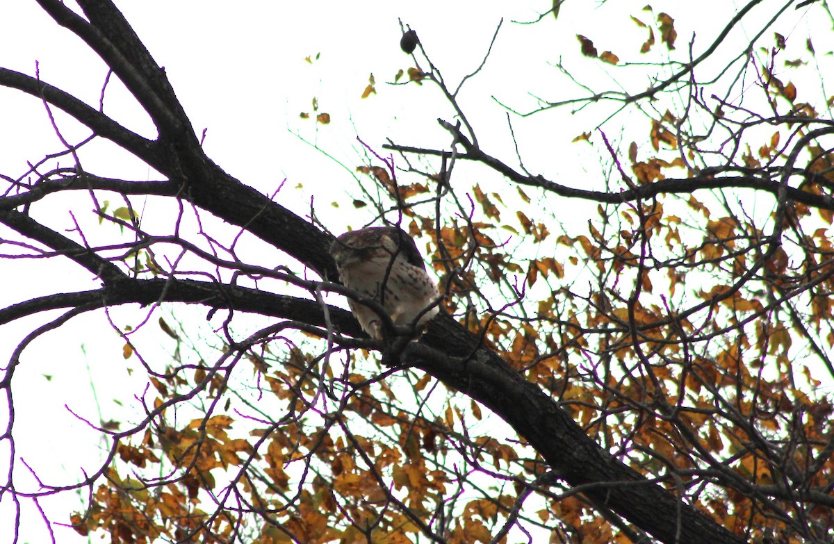 Buse à queue rousse - ML644812966