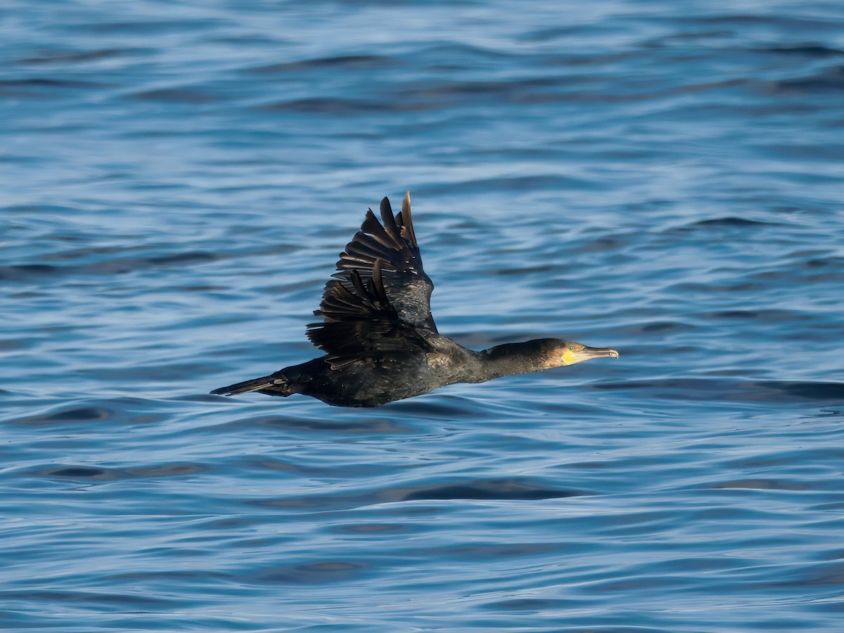 kormorán velký - ML644812974