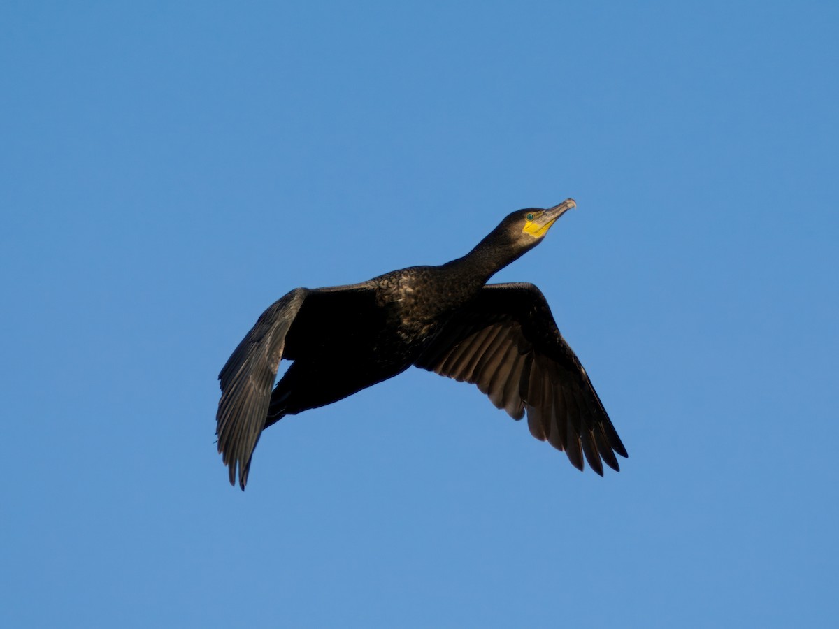 kormorán velký - ML644812975