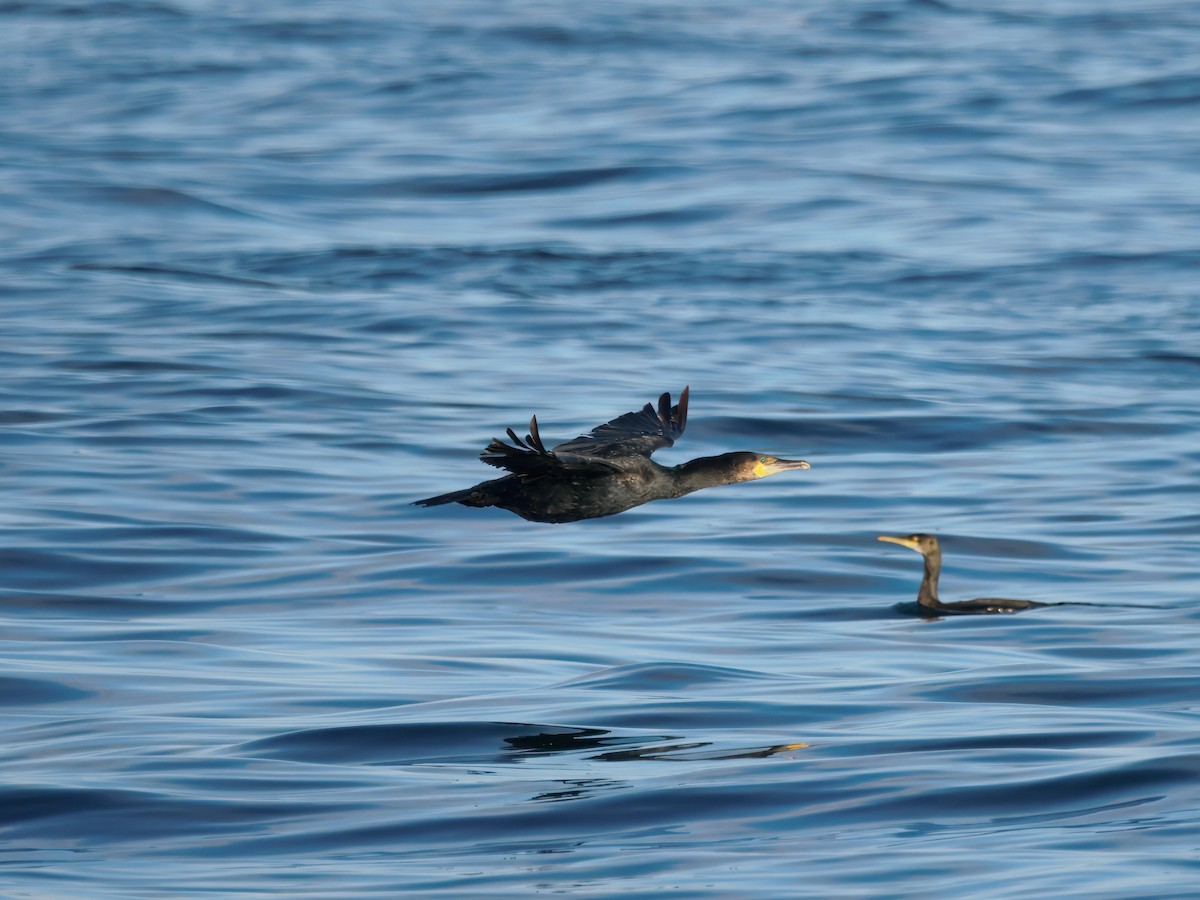 kormorán velký - ML644812976