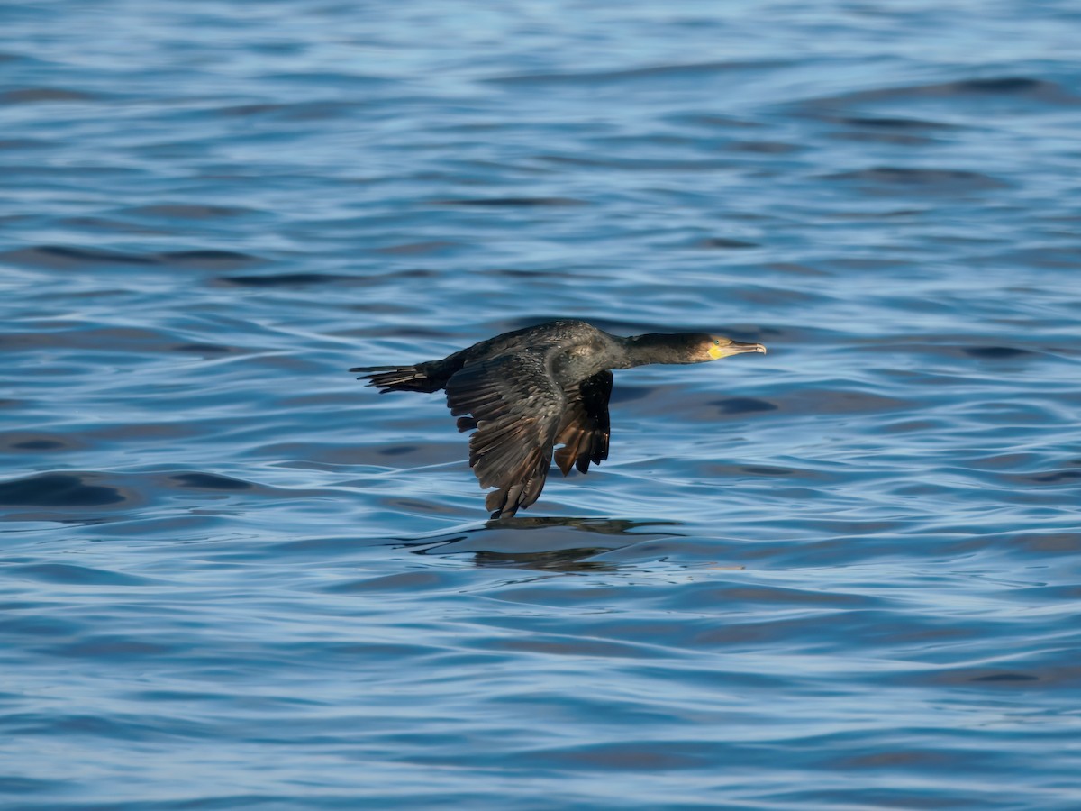 kormorán velký - ML644812977