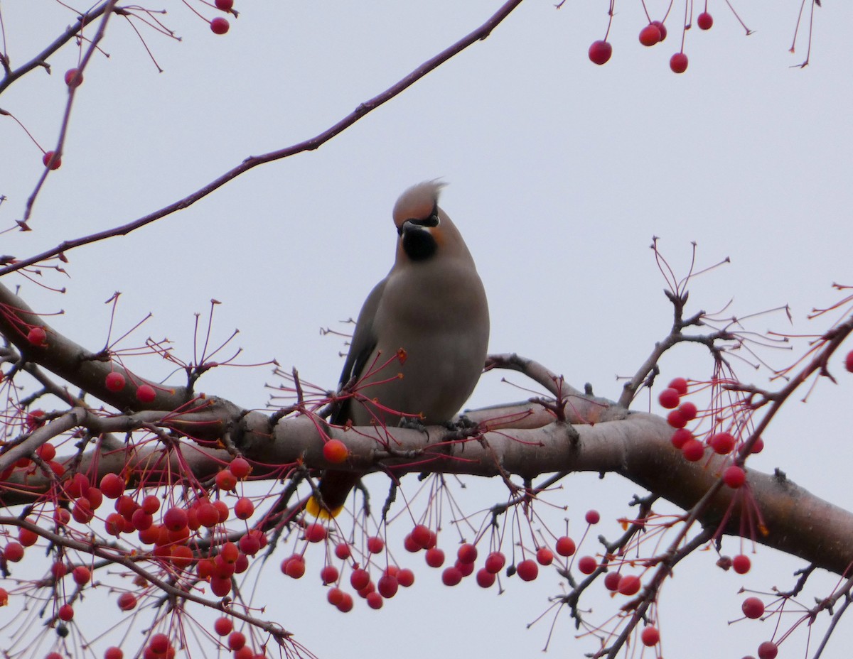 Bohemian Waxwing - ML644812979
