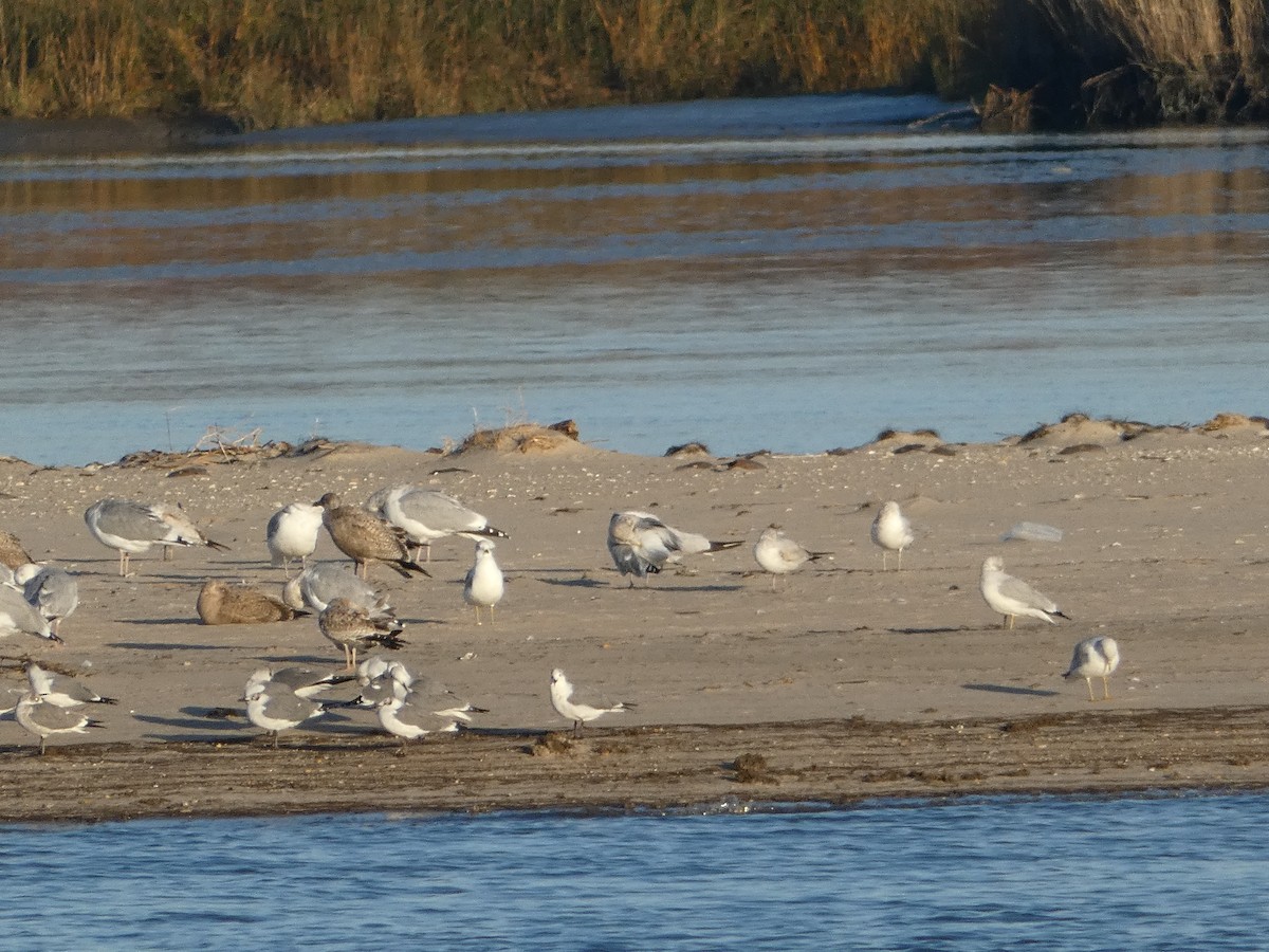 Ацтекская чайка - ML644812981