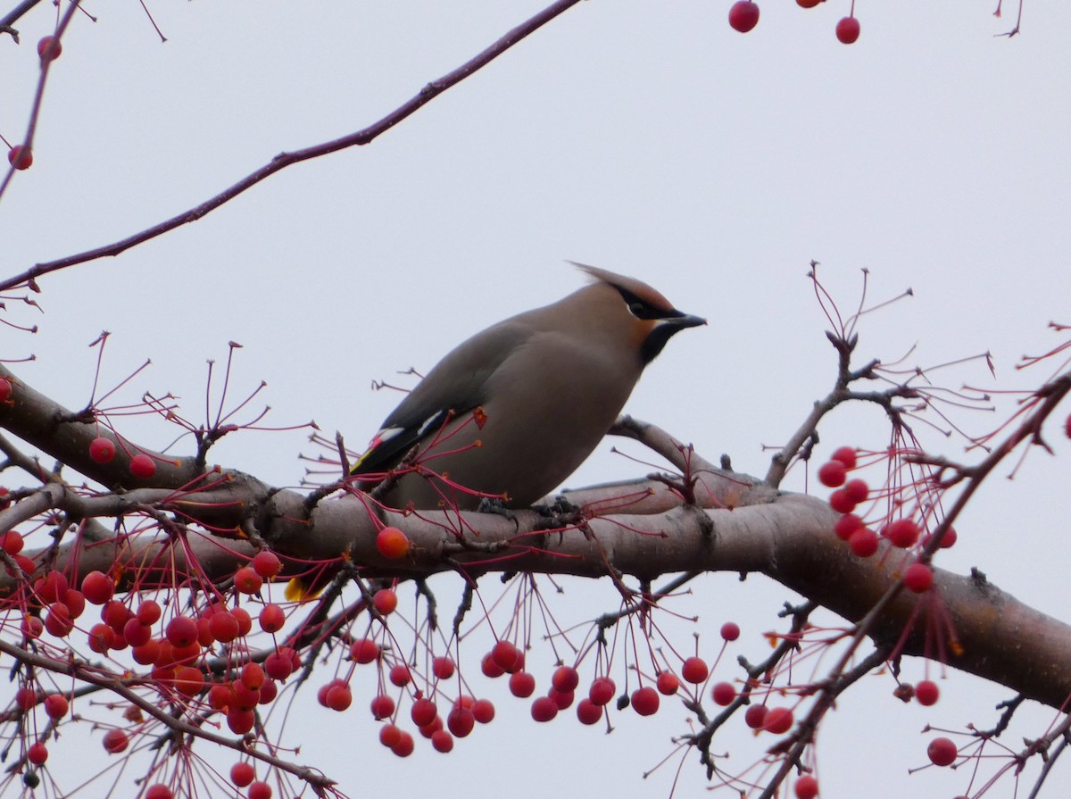 Bohemian Waxwing - ML644812983