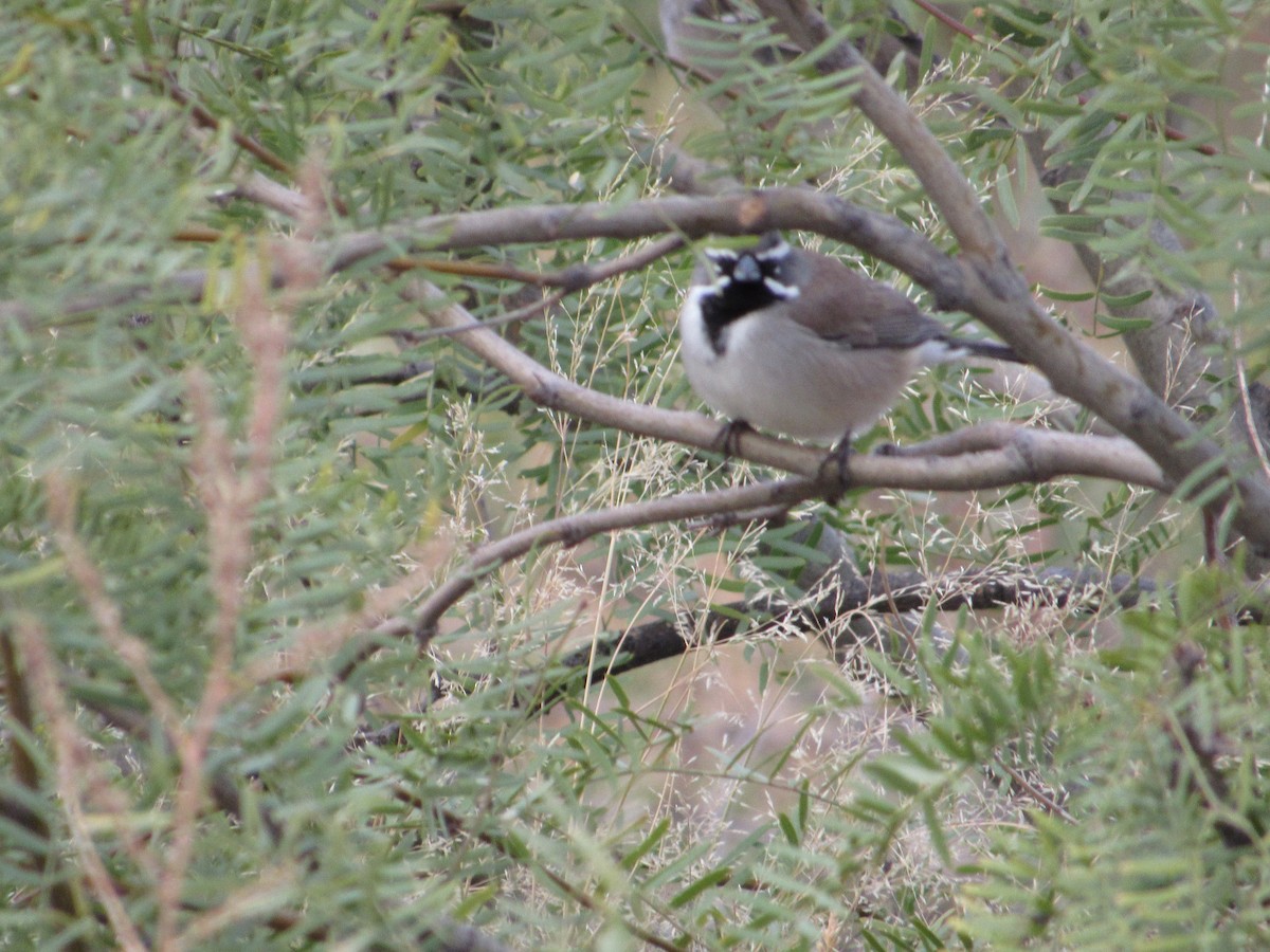 svartstrupespurv - ML644813003