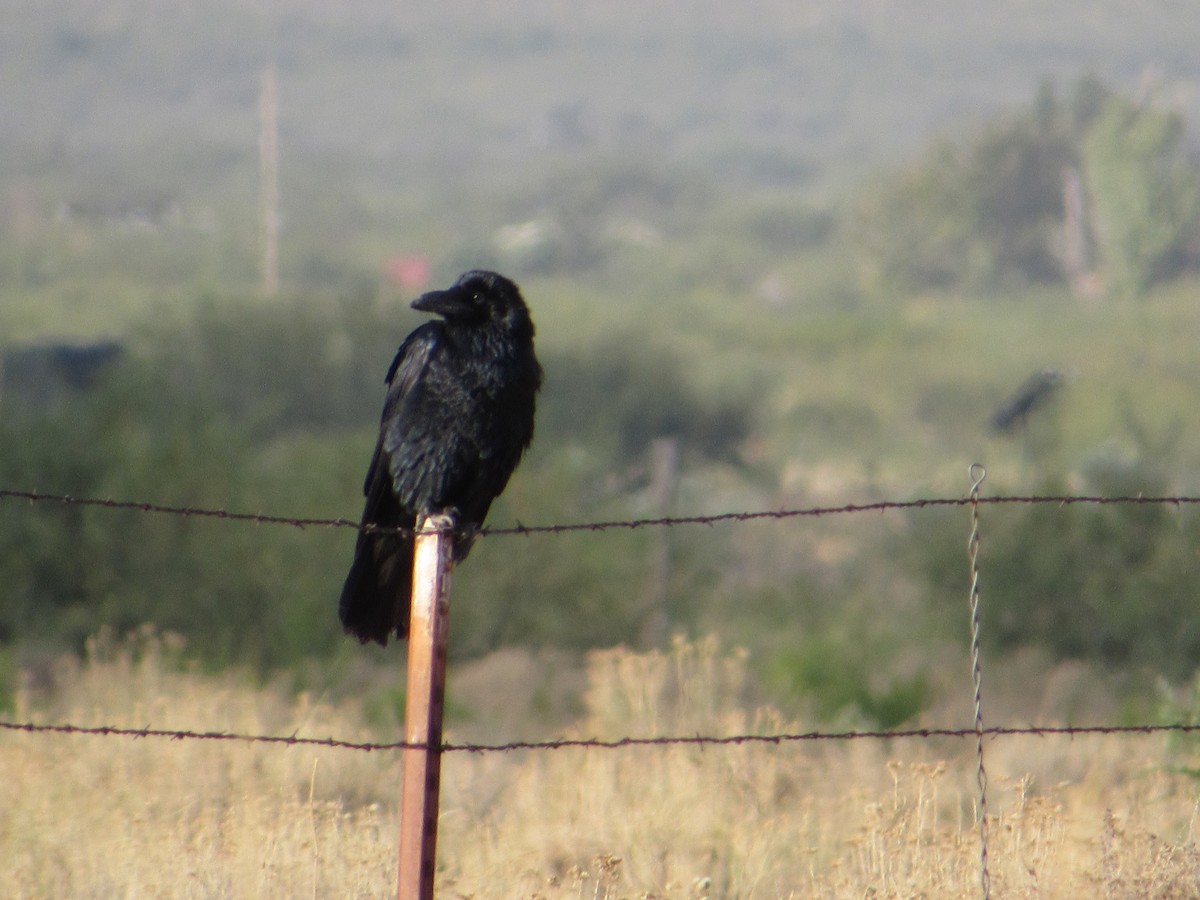 Chihuahuan Raven - ML644813033