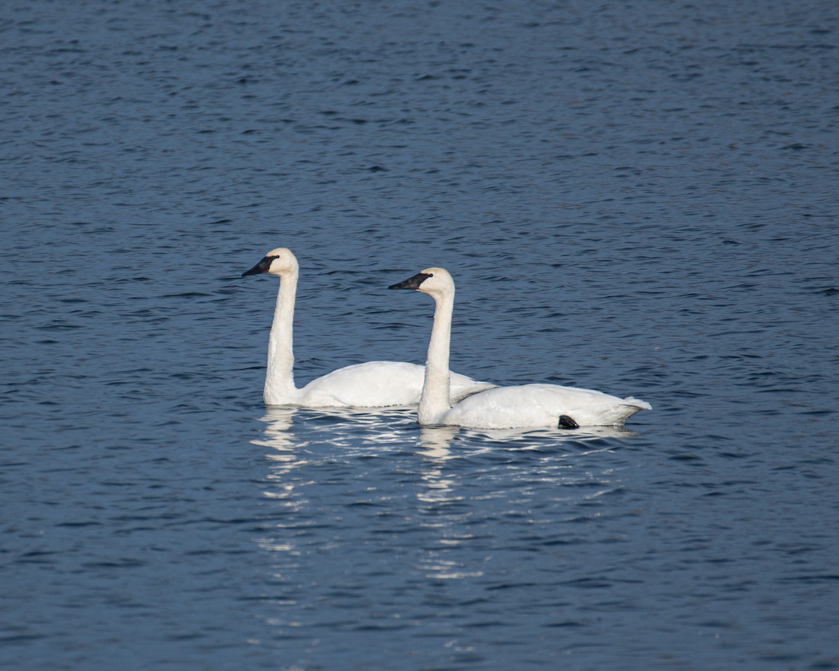 Trumpeter Swan - ML644813036