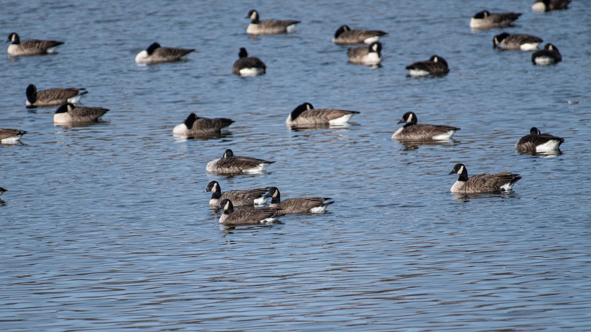 Canada Goose - ML644813041