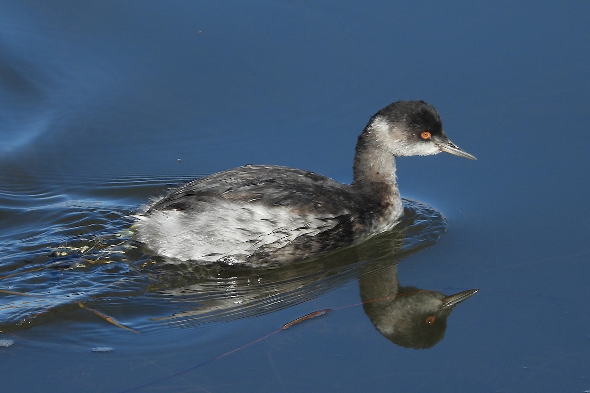 potápka černokrká - ML644813045