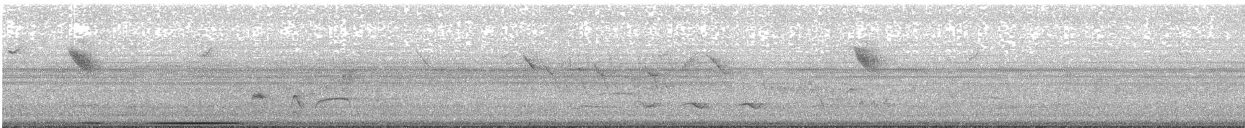 White-tipped Dove - ML644813048