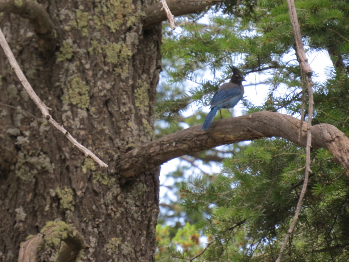 Steller's Jay - ML644813050
