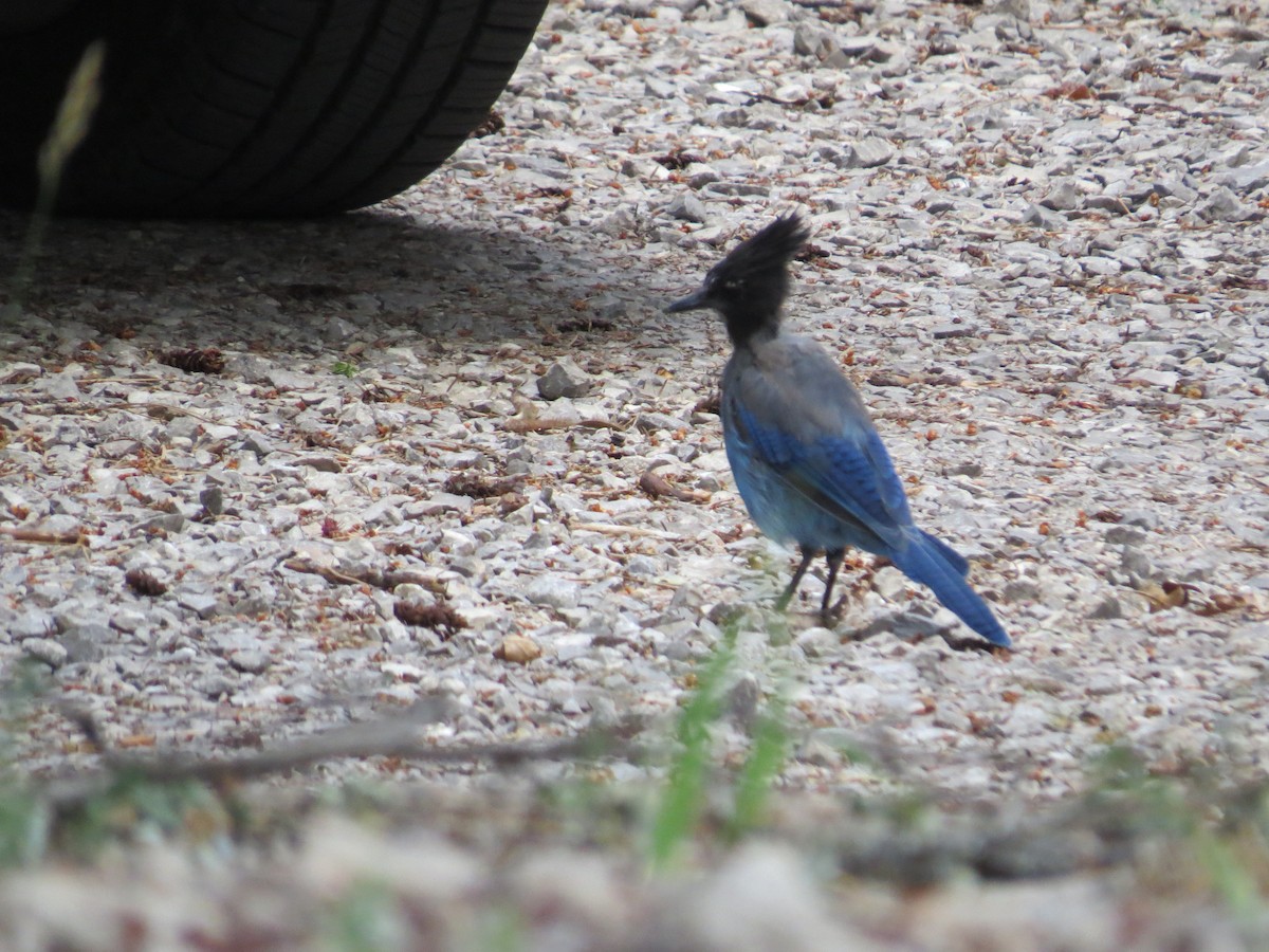 Steller's Jay - ML644813051