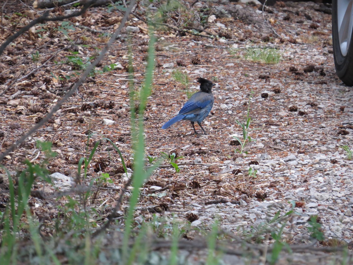 Steller's Jay - ML644813052