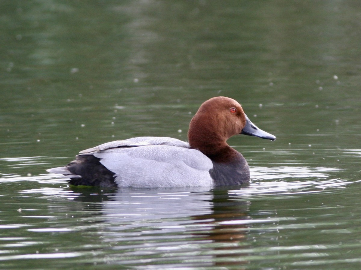 Common Pochard - ML644813074