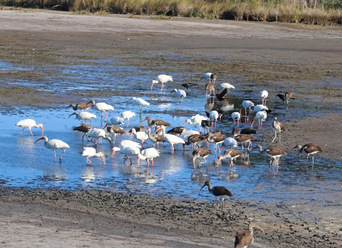 ibis bílý - ML644813095