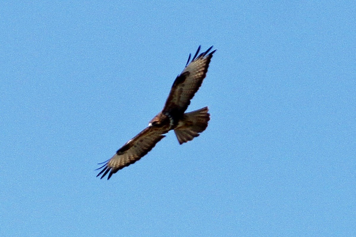 Busardo Moro - ML644813112