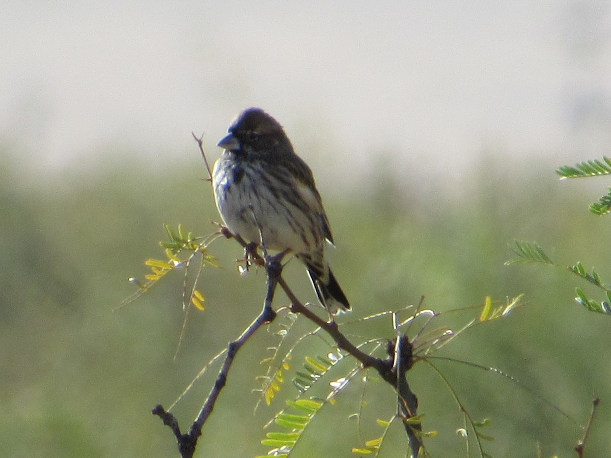 Prärieammer - ML644813126