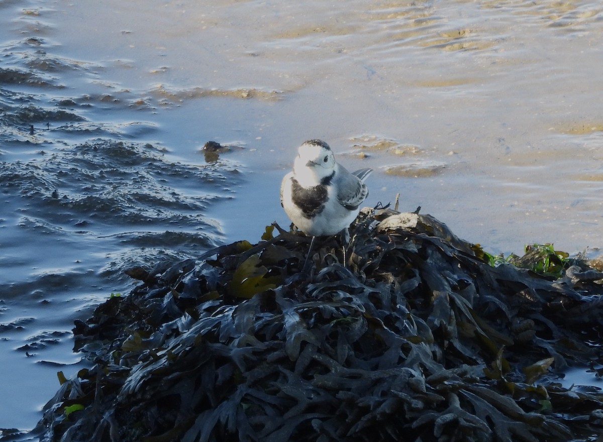 White Wagtail - ML644813155