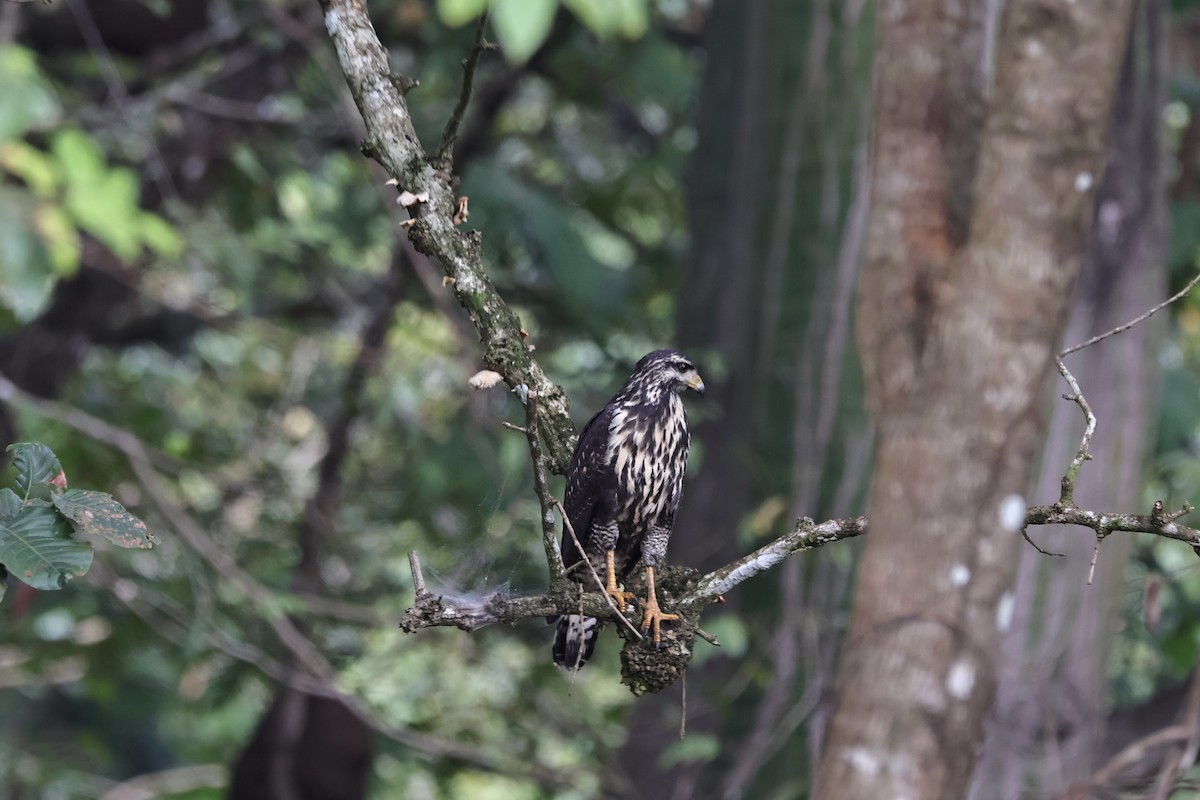 Common Black Hawk - ML644813158